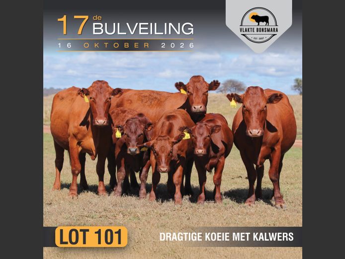 Commercial Animals | Tian Kruger Boerdery