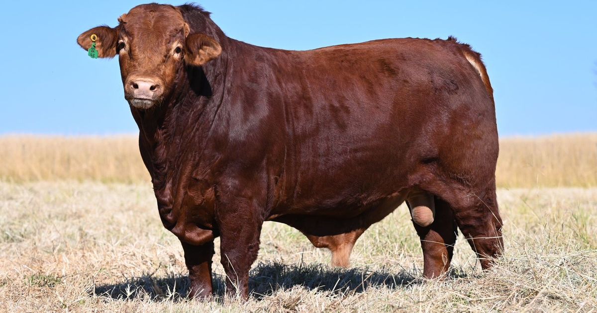 Lot 33 | 26STE NASIONALE BEEFMASTER VEILING | SwiftVEE | South Africa’s ...