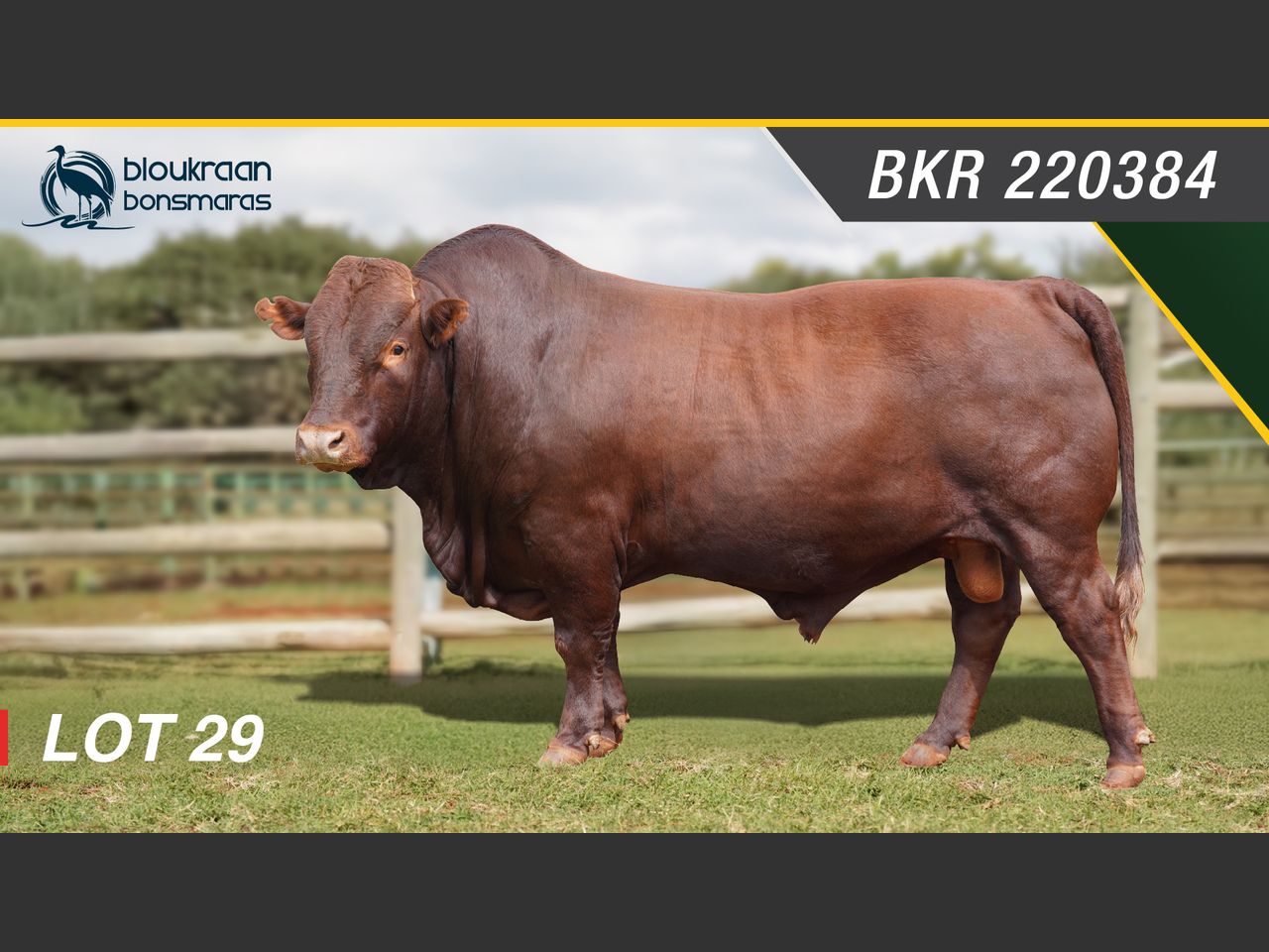 Lot 29 | SYFERFONTEIN BONSMARAS 26STE PRODUKSIEVEILING | SwiftVEE ...