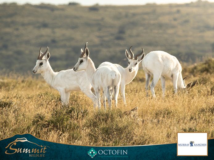 WHITE SPRINGBOK RAMS