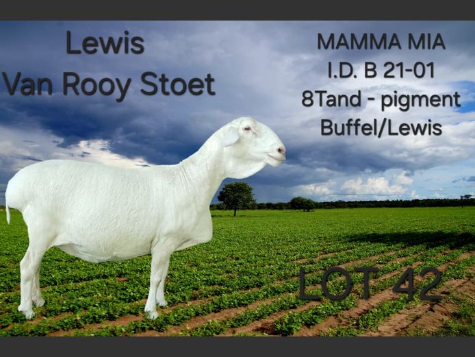 B21-01 | LEWIS VAN ROOY STUD