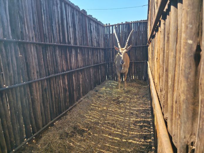 ELAND | HANLEY