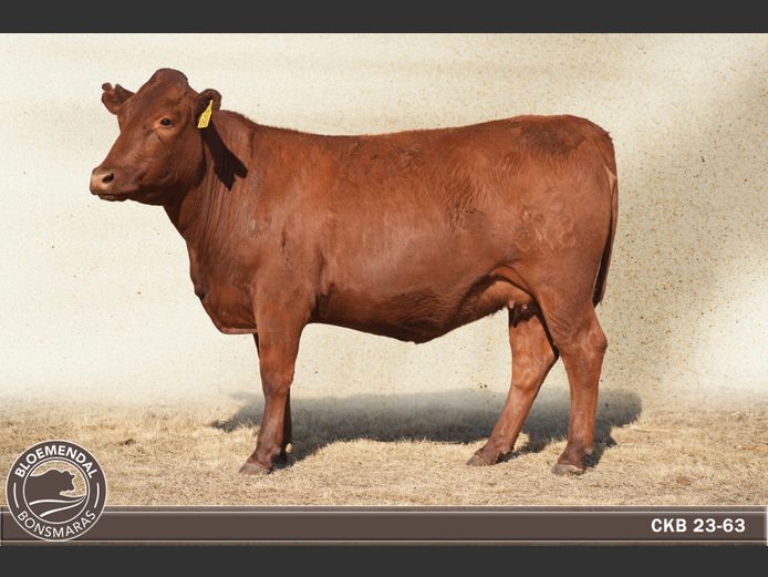 CKB230063 | CHRIS KRUGELL BLOEMENDAL