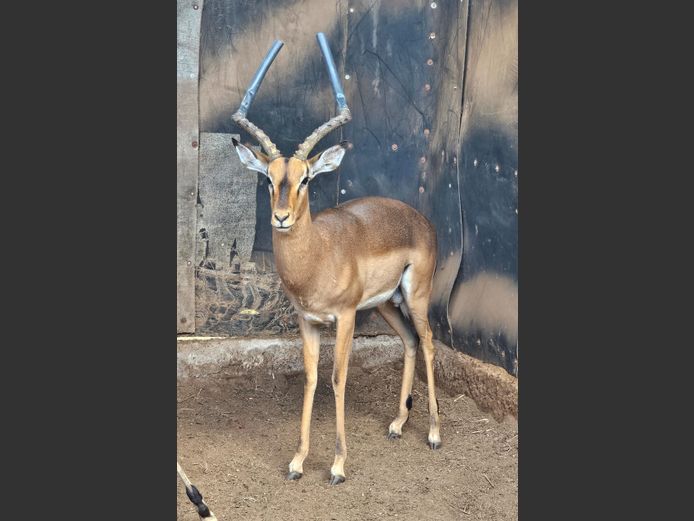 SADDLEBACK ROOIBOK | DE KOK BOERDERY