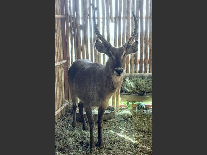 Waterbok Bul