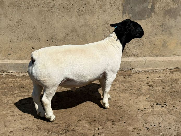 248372 | Leroy & Bruce Phillips Dorpers