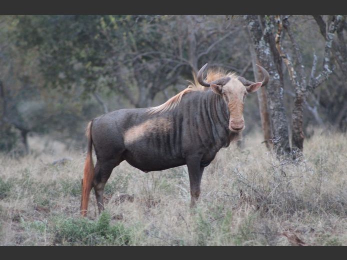 Konings Wildebees