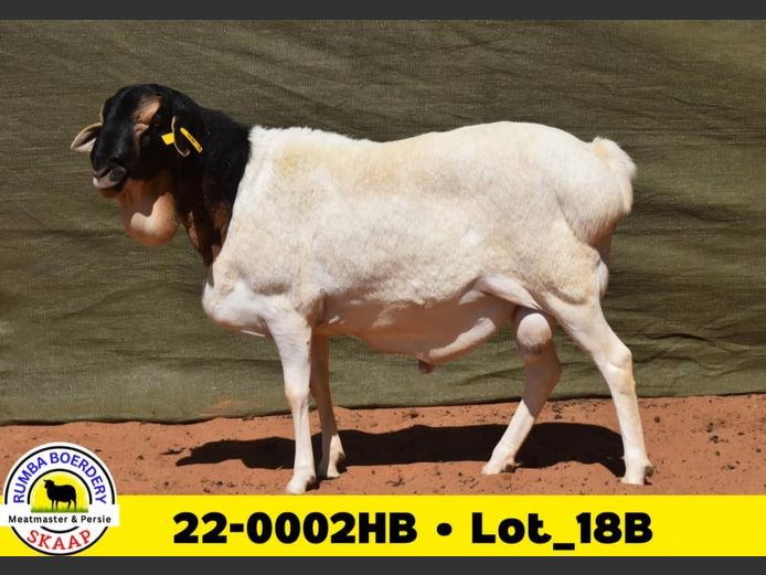 22-0002HB | RUMBA PERSIE