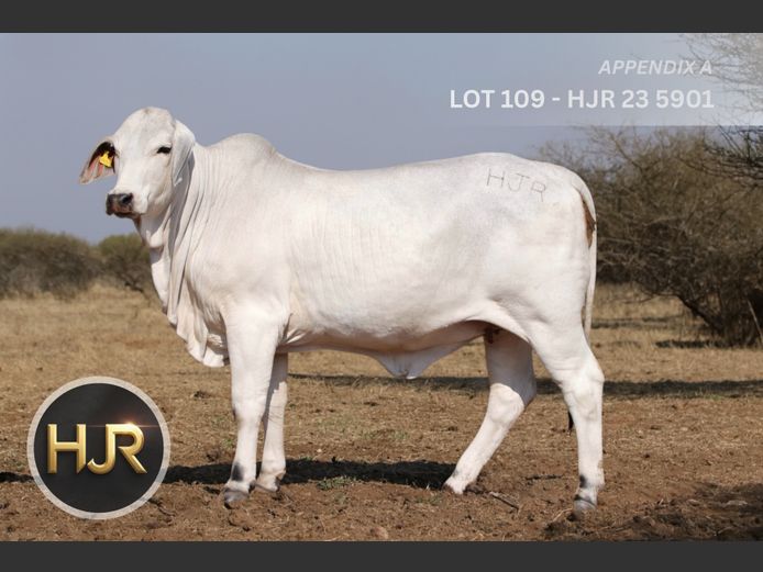 Commercial Animals | HJ ROETS