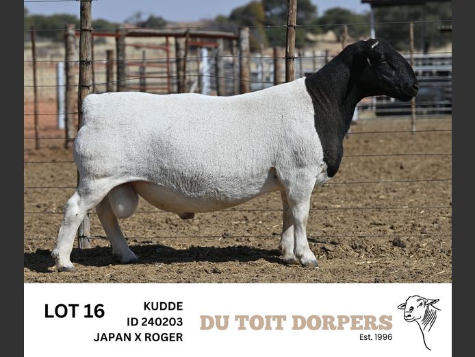 240203 | DU TOIT DORPERS