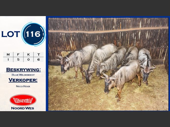 Blue Wildebeest