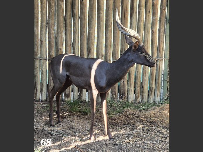 SWART ROOIBOK | NP MULLER