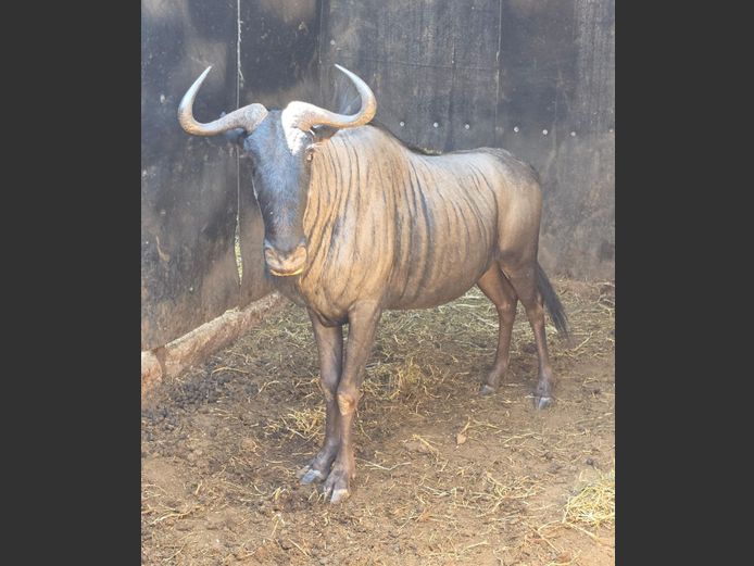 BLOUWILDEBEES | IMPISI SAFARIS