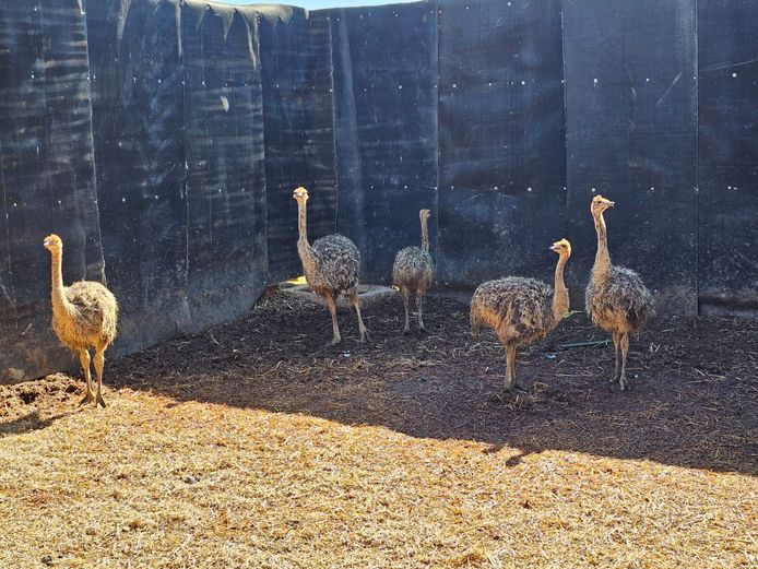 OSTRICHES | LITTLE HUT
