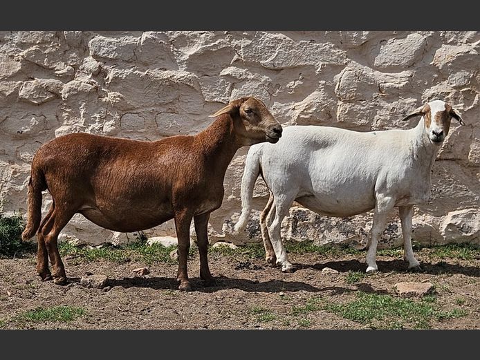 Ooie | D2 Meatmasters