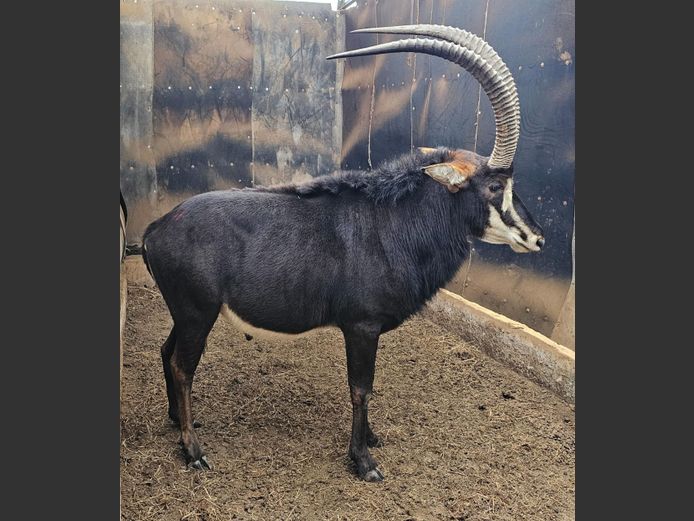 SABLE 42” | THABAGOLO