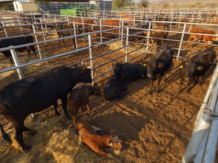 VAN NIEKERK PJ | DAIRY CATTLE 