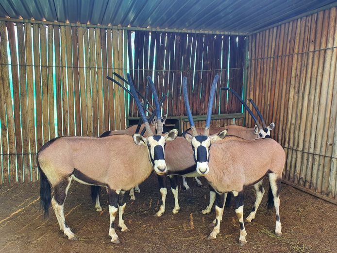 Gemsbok | Amanzi 