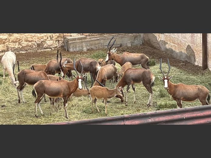 Blesbok Ooie met Lammers