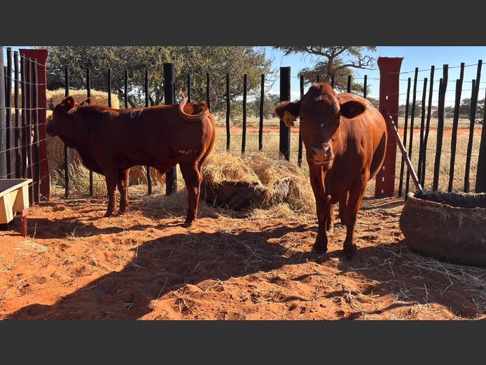 COMMERCIAL FEMALES | HARTEBEESTLOOP BONSMARA