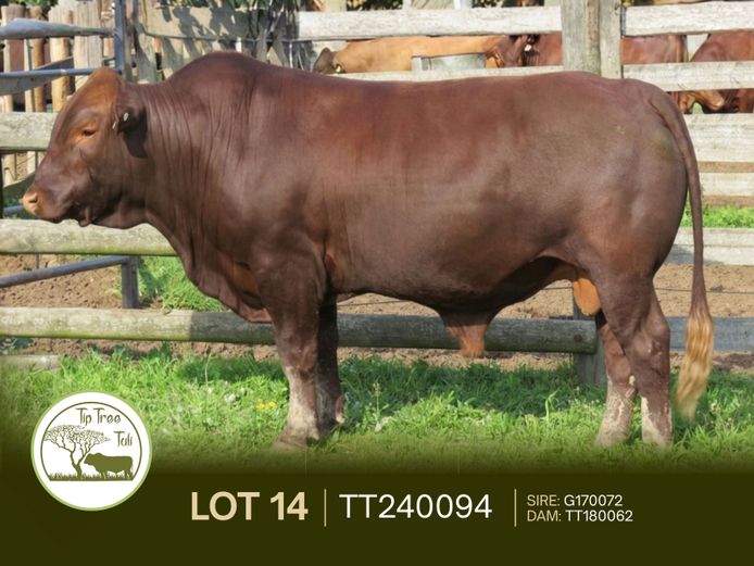 TT240094 | S.T.R. MAINSSHEARD
