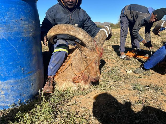 Bergskaap (Barbary Sheep) | Cillfaris (P Cilliers)