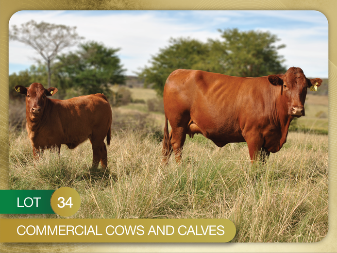 Commercial Animals | Annandale Bonsmaras