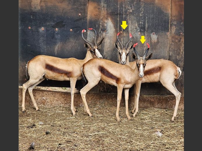 COPPER SPRINGBUCK | THE LITTLE HUT