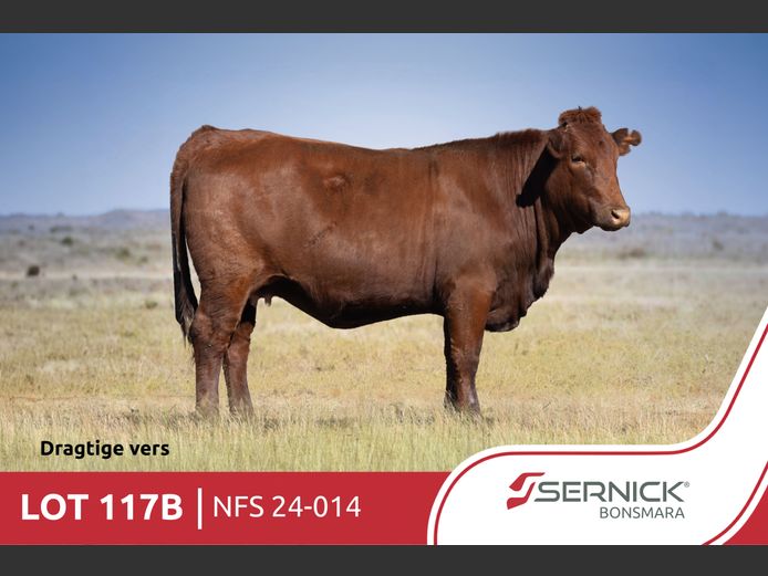 NFS 240014 | SERNICK BONSMARA STOET