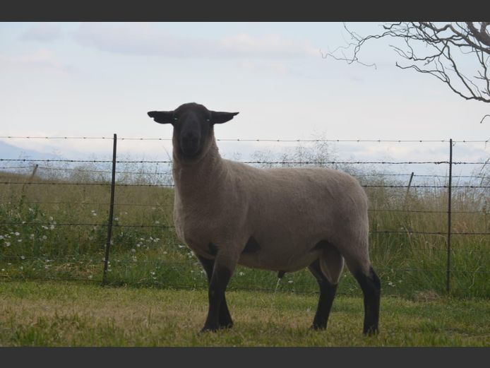 301 240344 | TWEESEUNS