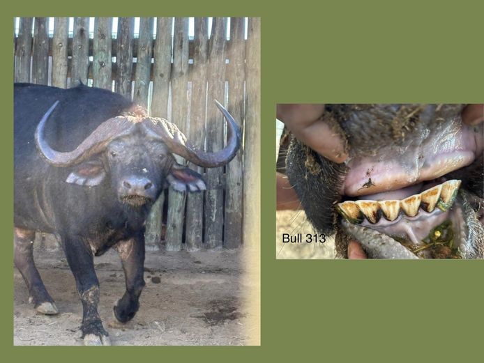 BUFFALO BULL | BUCKLANDS
