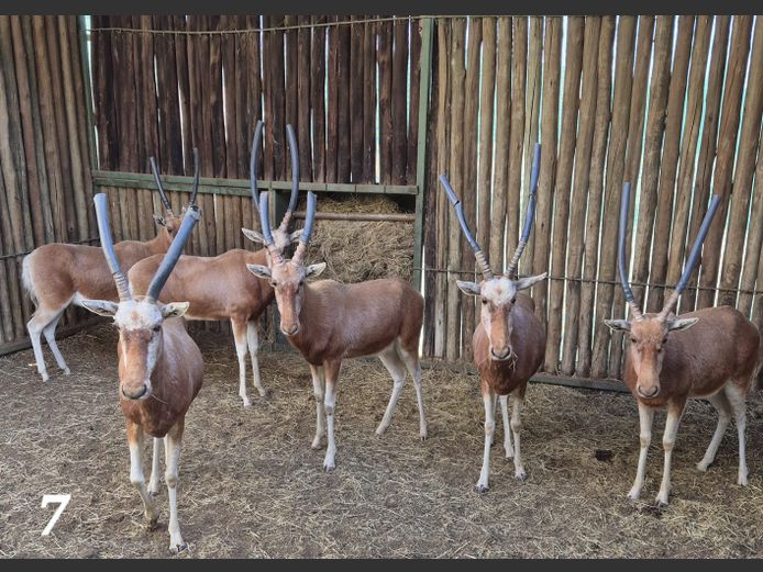 KOPER BLESBOK | CGOC