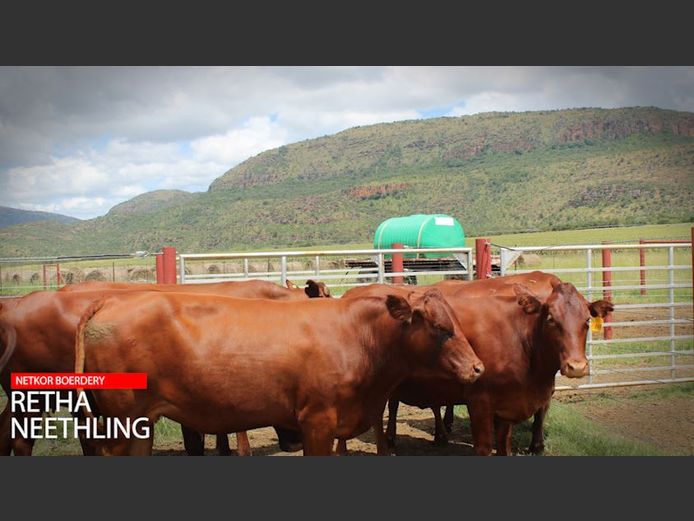 Commercial Female Animals -  Netkor - Naboomspruit