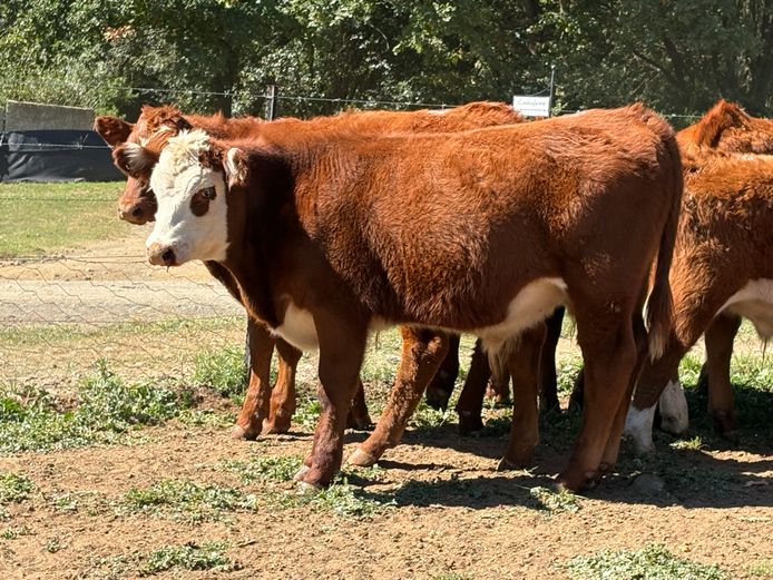 Intact Bull Calves | D.H. Currie Farming