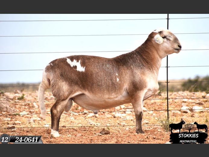 HWH24-0641 | Stokkies Meatmasters