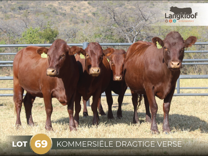 Commercial Animals | LANGKLOOF BONSMARAS