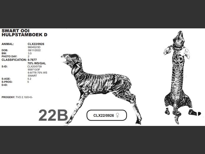SWART OOI HULPSTAMBOEK D | CLX22/0926 ♀