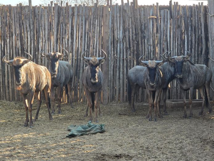 Potential Animals On Auction