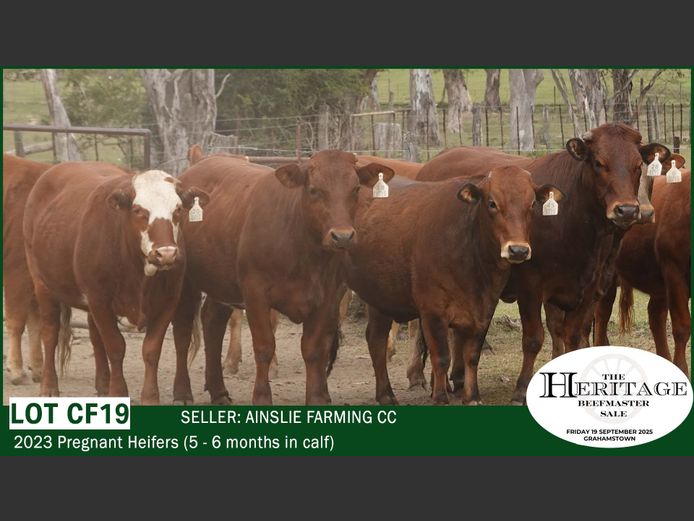 Commercial Animals | Ainslie Farming CC