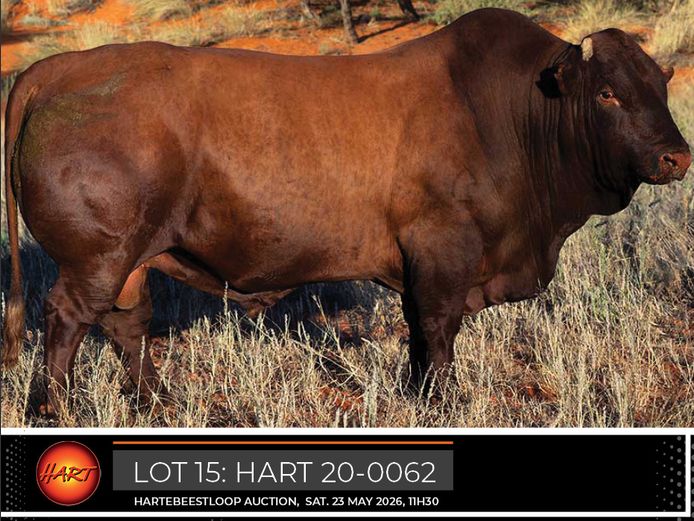 HART200062HH(c) | HARTEBEESTLOOP BONSMARA