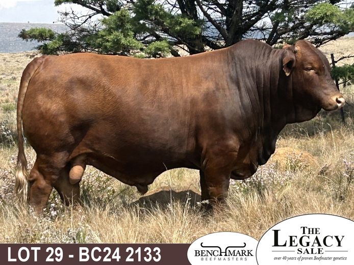 BC242133 | NO 8 CATTLE CO (PTY) LTD