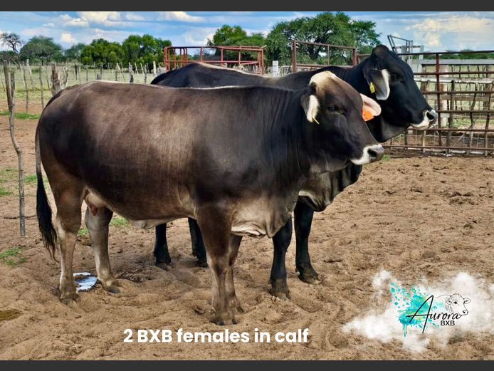 COMMERCIAL FEMALES |  AURORA BRAUNVIEH STOET