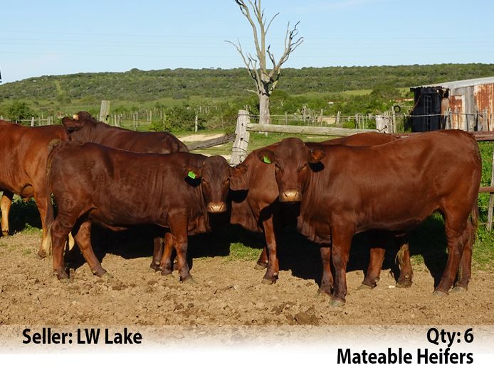 Commercial Animals | LW Lake