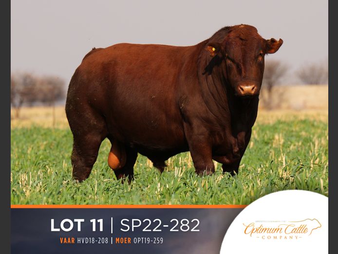 SP  220282