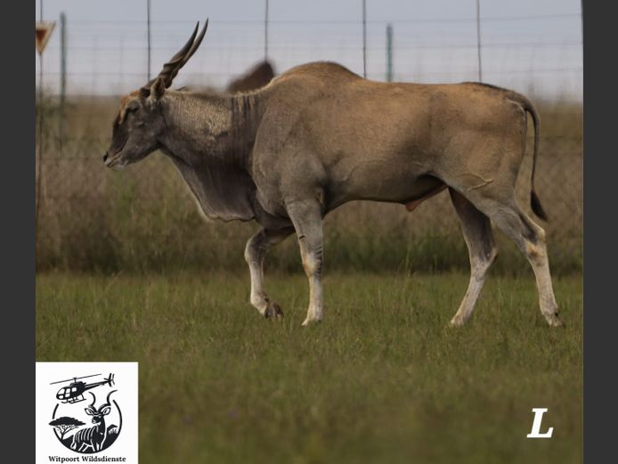 ELAND | WITPOORT WILDDIENSTE