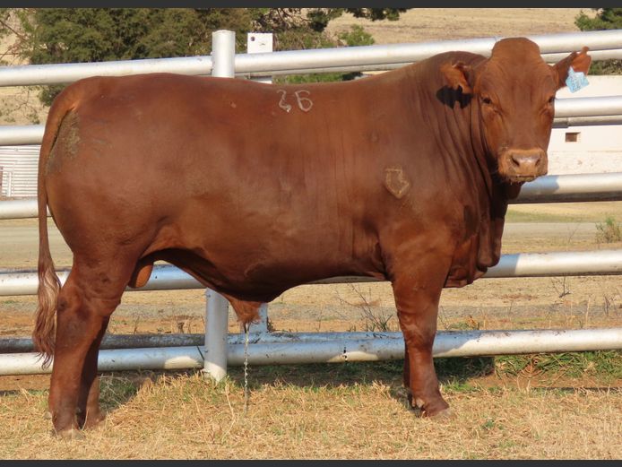 WDS 230226 | SWAERSHOEK BONSMARAS