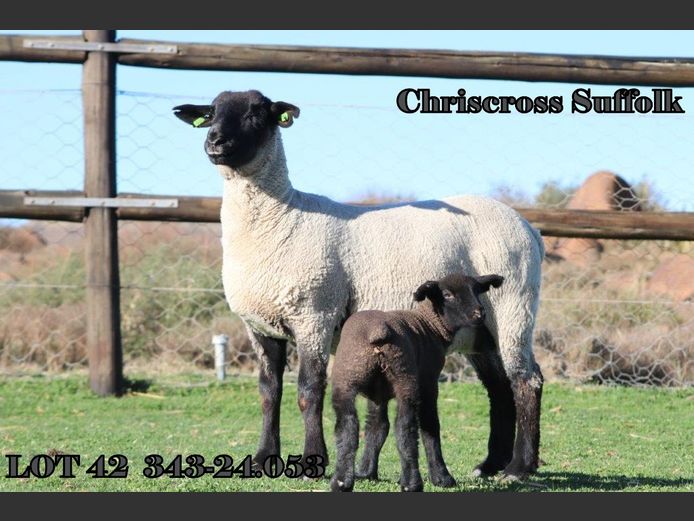 343 240053 | CHRISCROSS SUFFOLKS