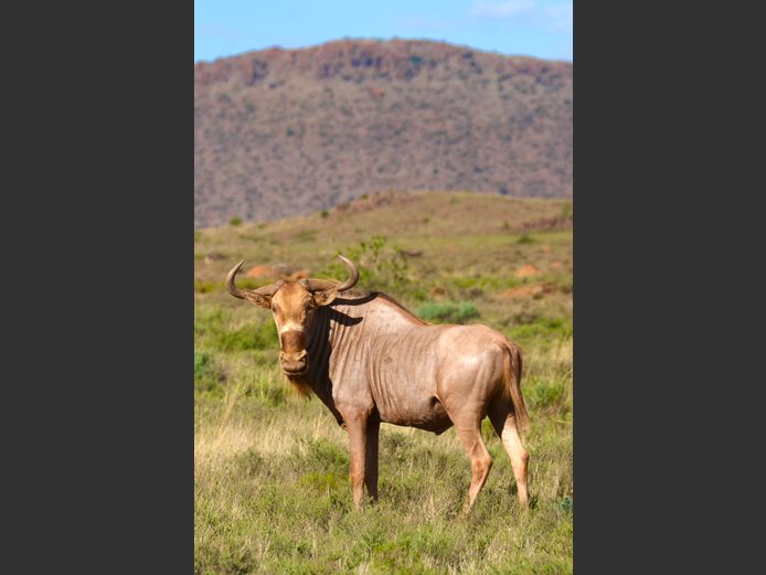 Goue Wildebees | Driekoppen Wild (G van Schalkwyk)