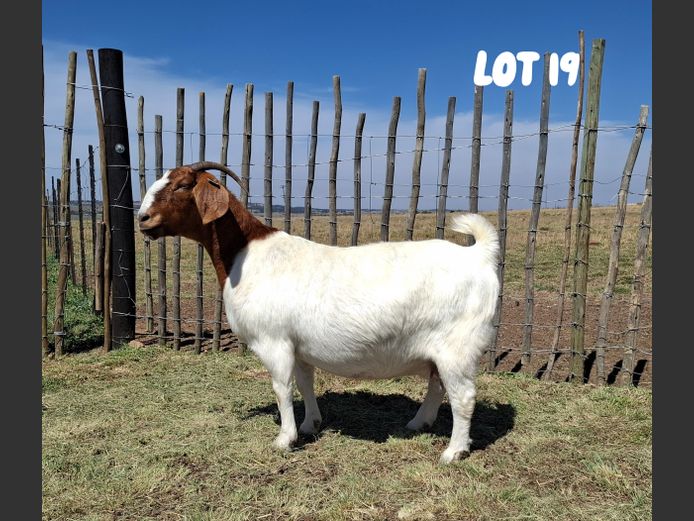 1865 23-25 | De Looft Boerbokstoet