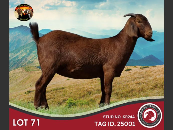 24425001 | ELAND ZAKITHI GOATS STUD